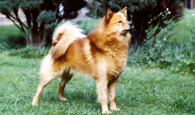 finnish spitz sale buy dog