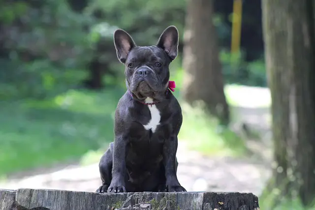 bouledogue français noir