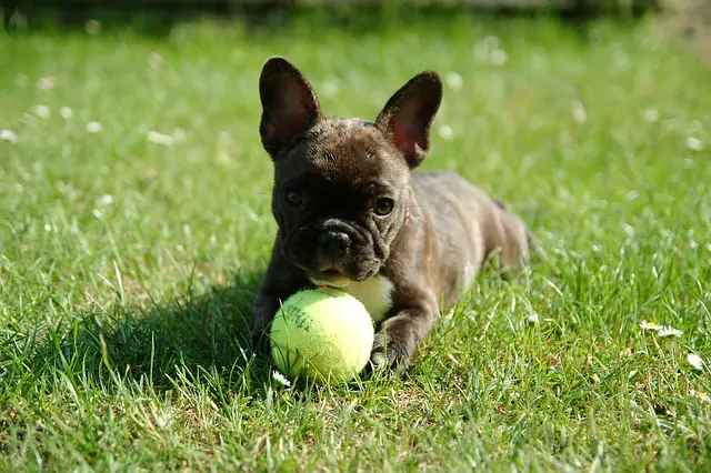 french bulldog puppy