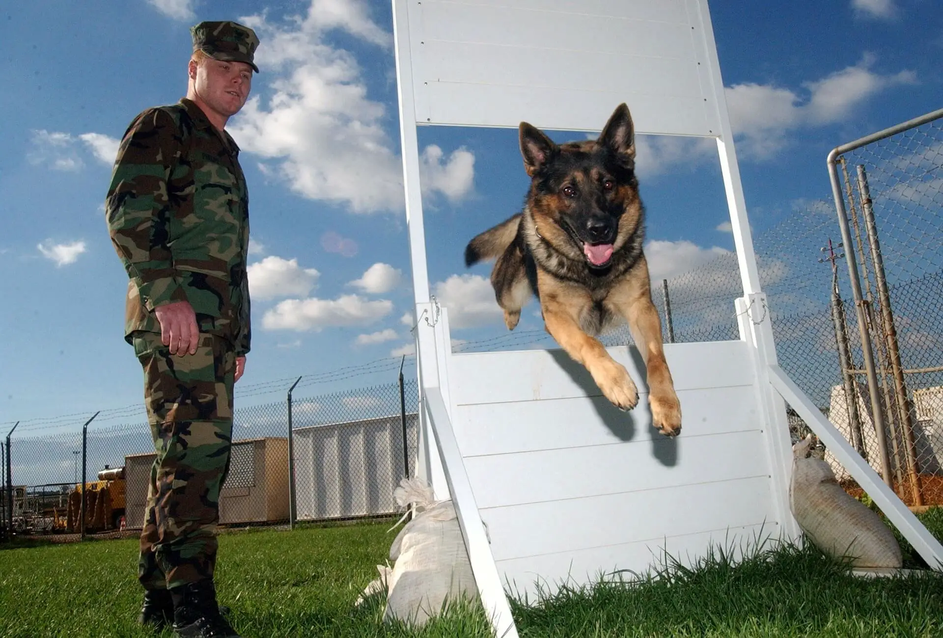 german shepherd and a soldier