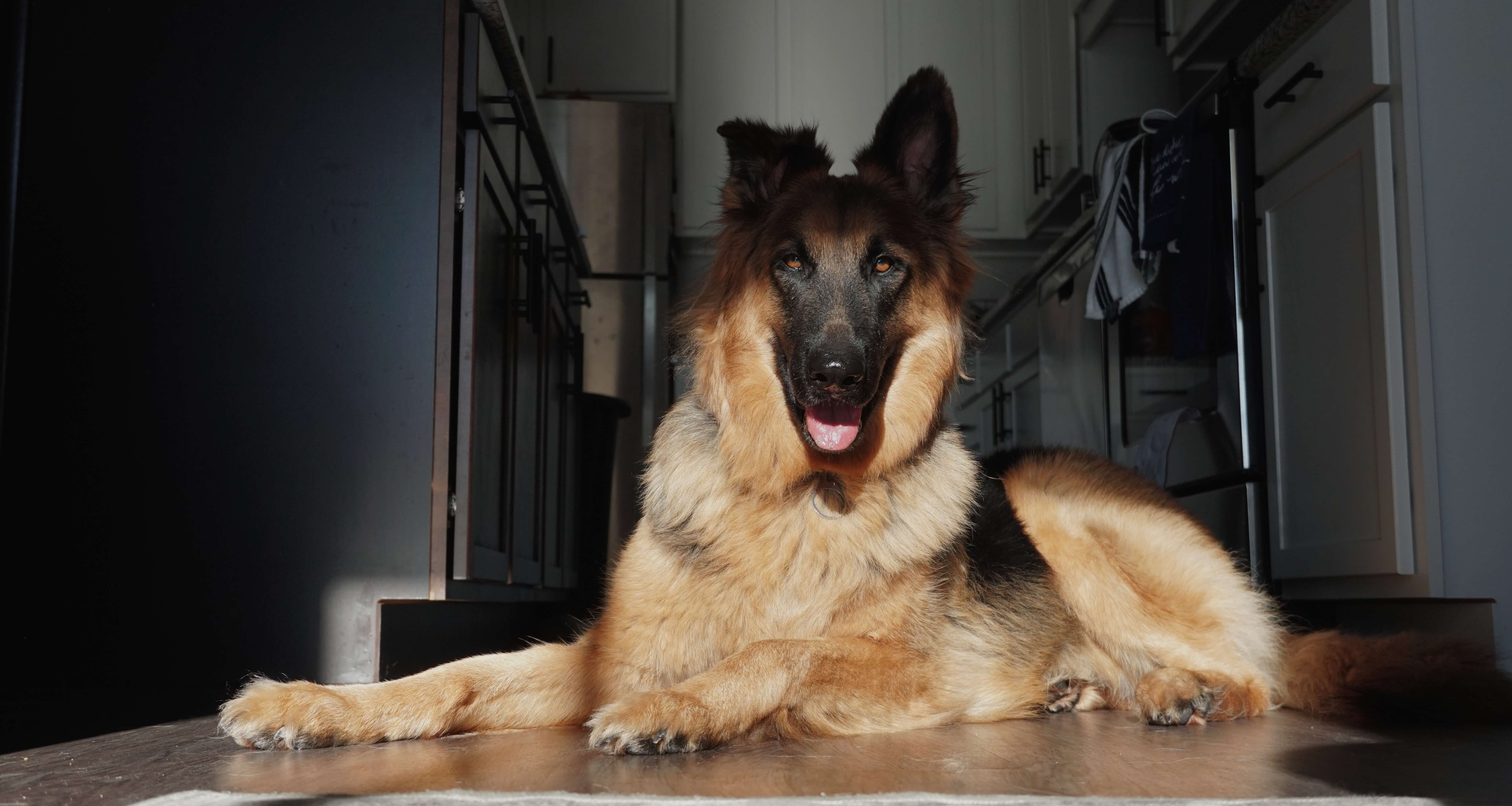 german shepherd dog