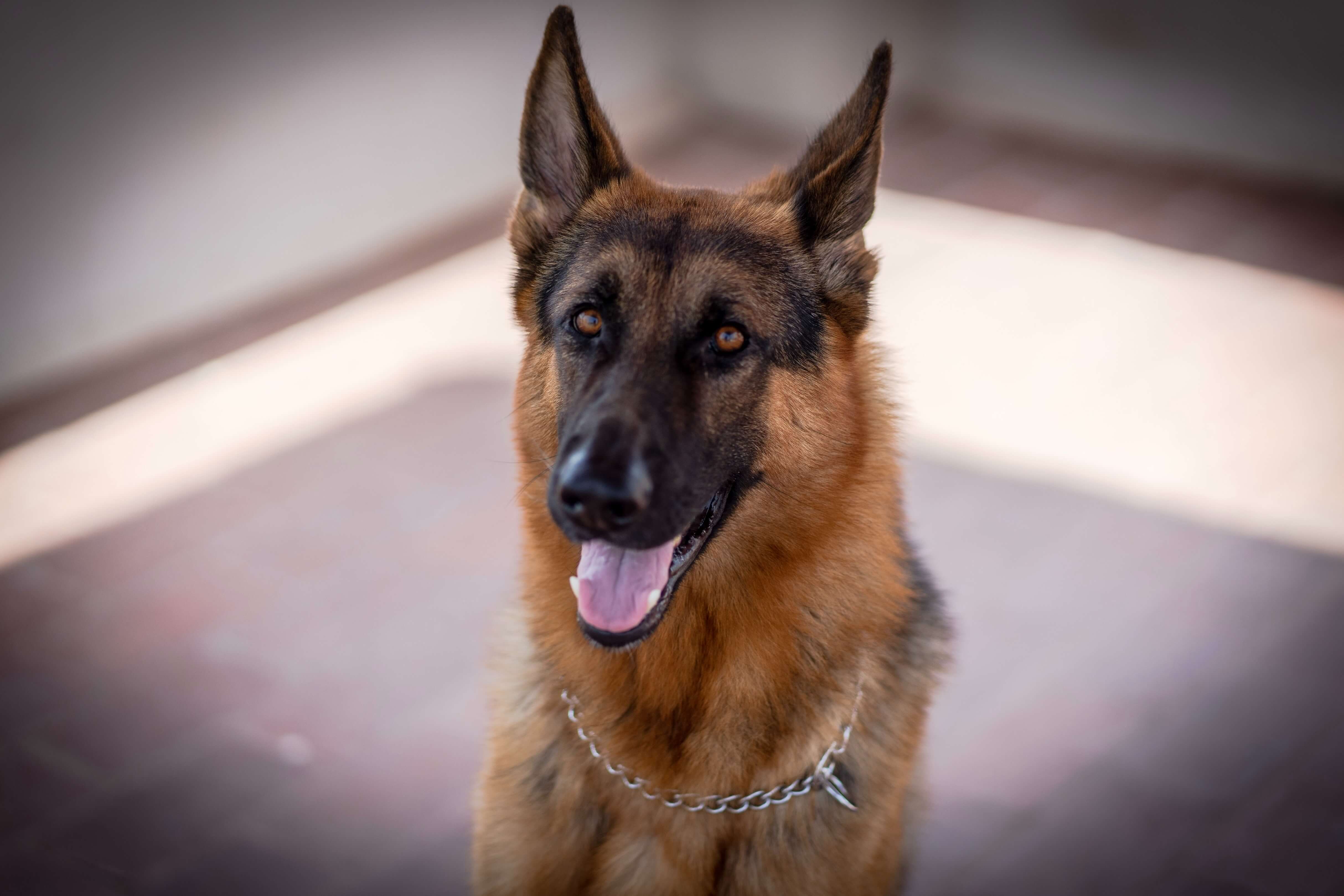 german shepherd dog smiling