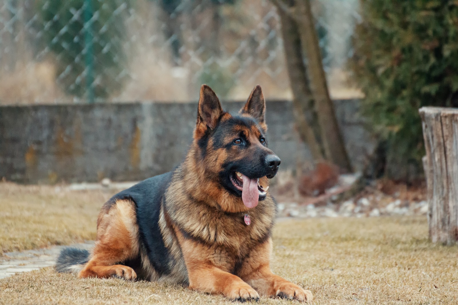 German shepherd puppy