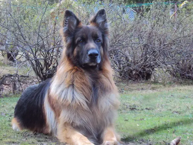 german shepherd