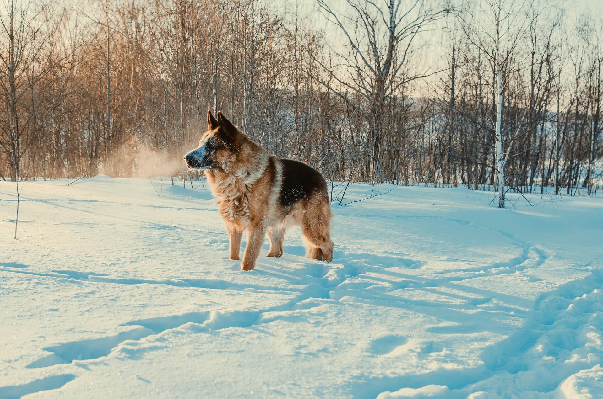 german shepherd on snow