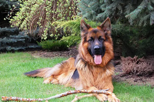 german shepherd dog