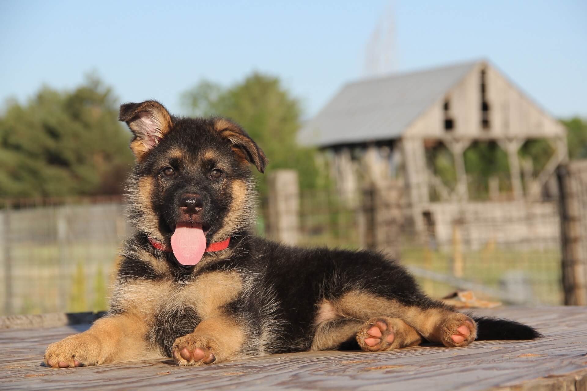 german shepherd puppy