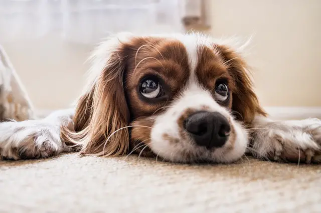 cavalier dog