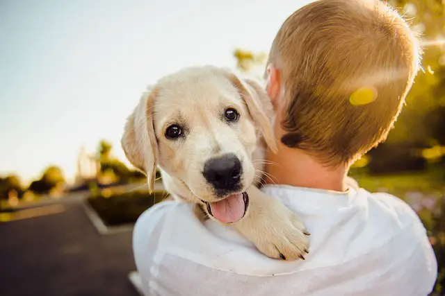 man holding a retriever