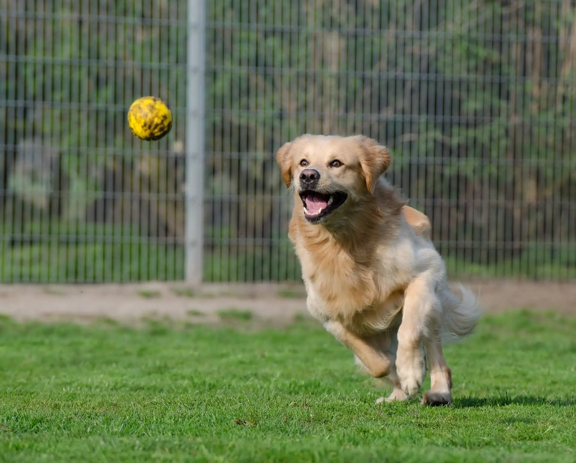 golden retriever chasing ball