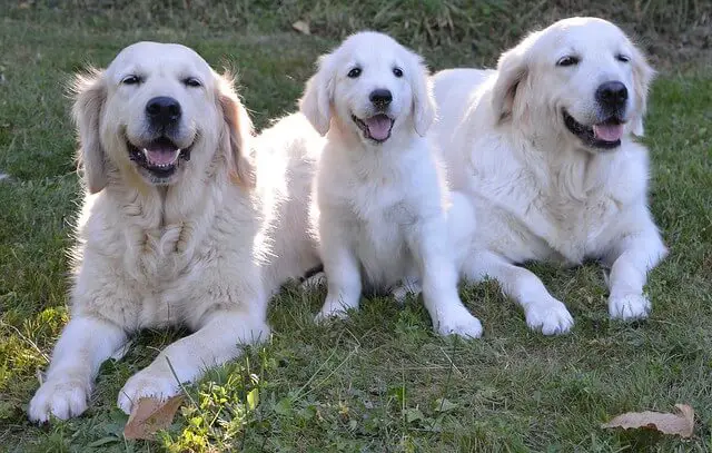 golden retriever dog