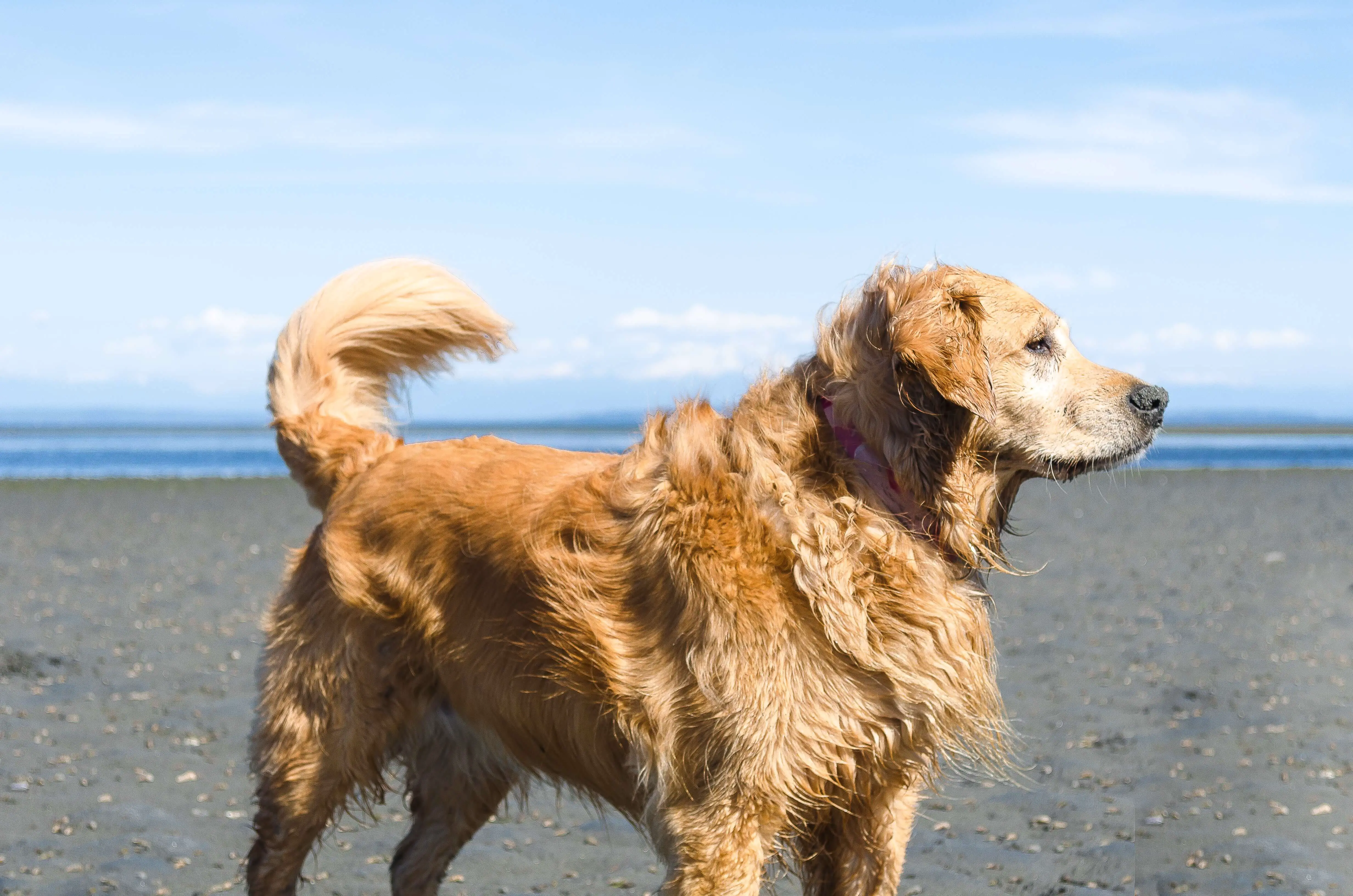 golden retriever dog on the beach