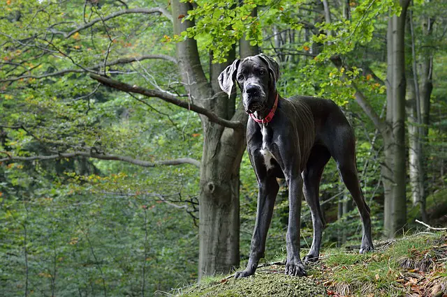 great dane dog in the woods