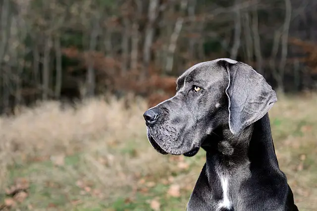 Dogue Allemand