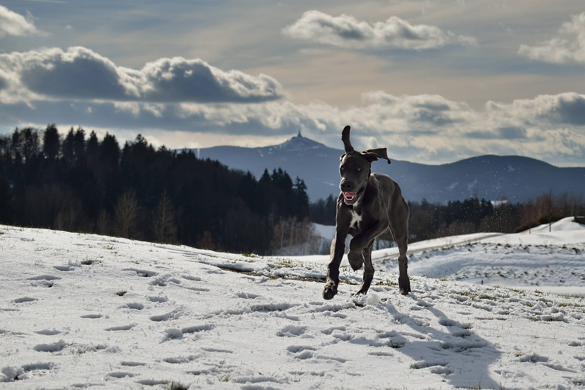 great dane on snow