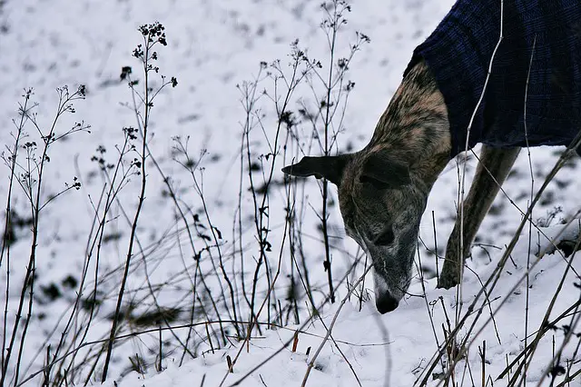 greyhound dogs sale