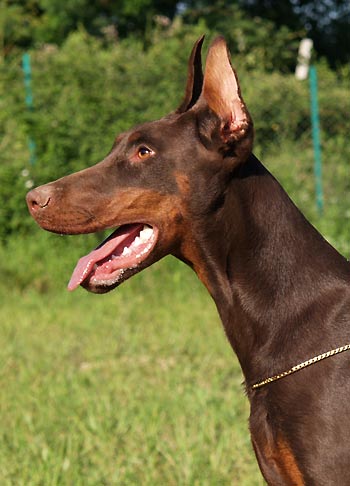 altobello doberman