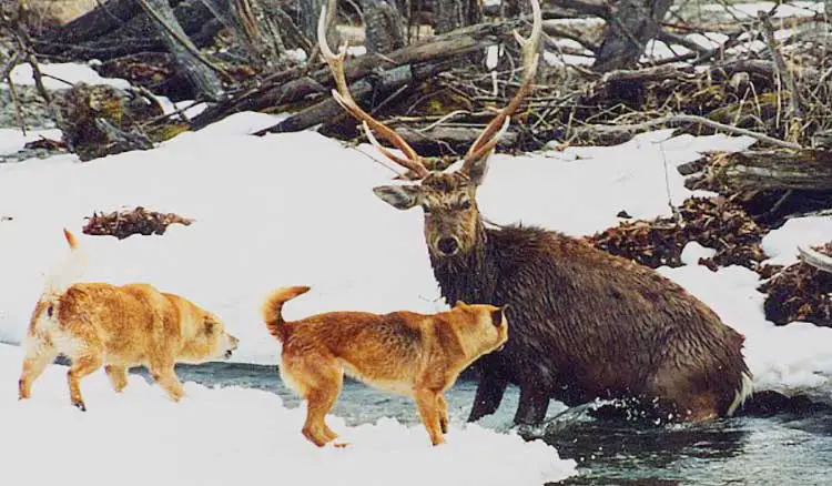 chasse au chien hokkaido