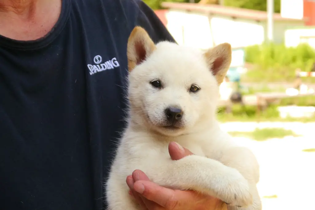 hokkaido puppy