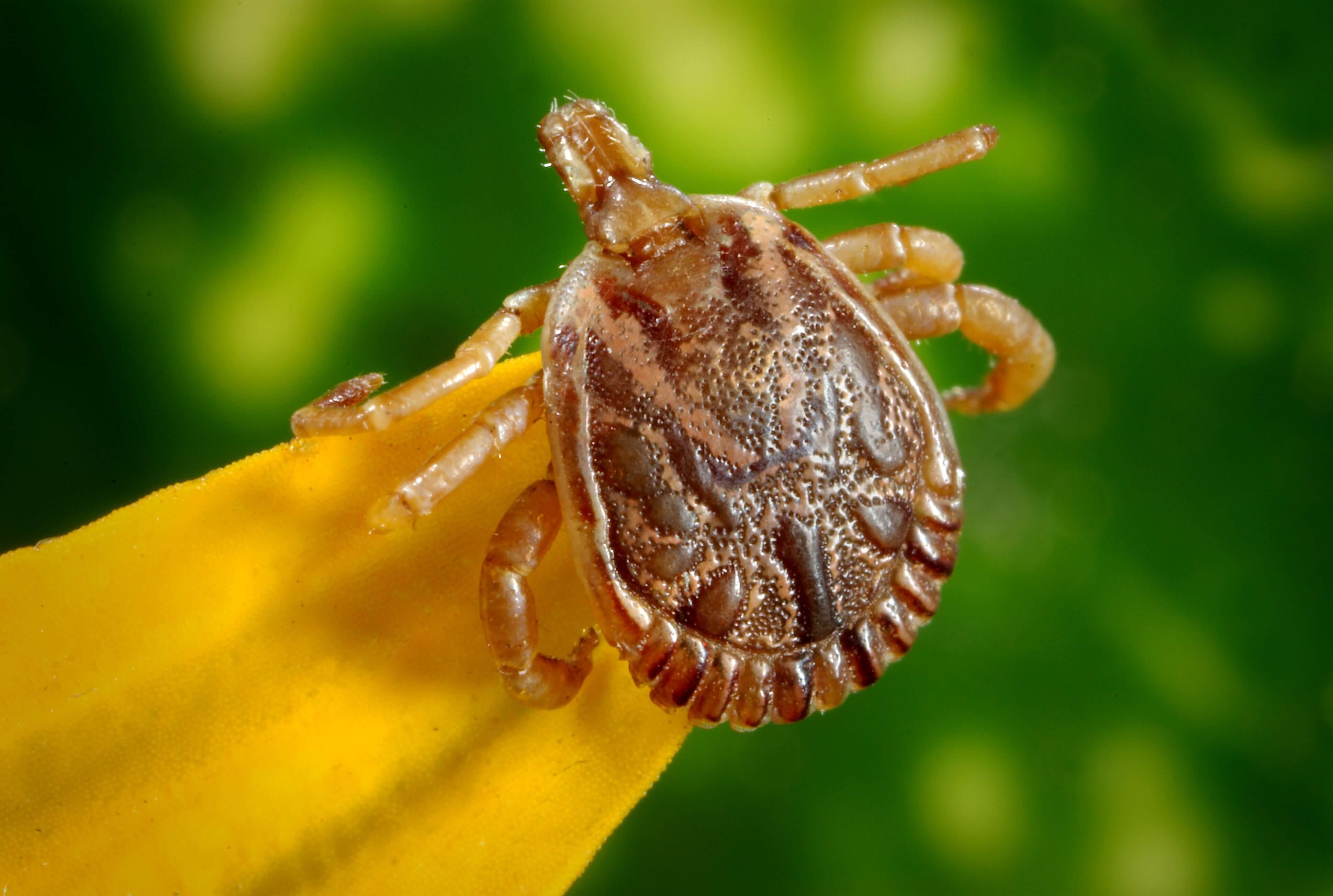 ticks on dog