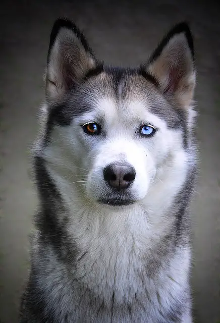 Husky siberiano ojos