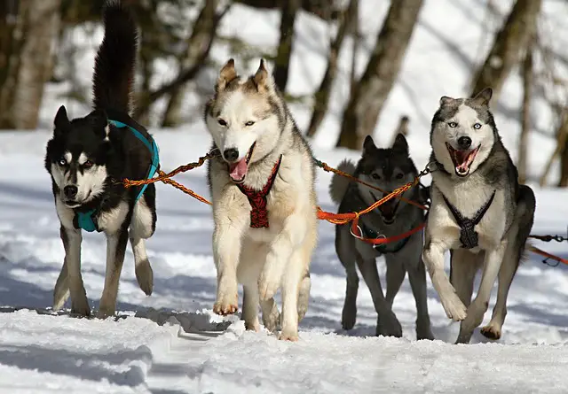 Husky siberiano