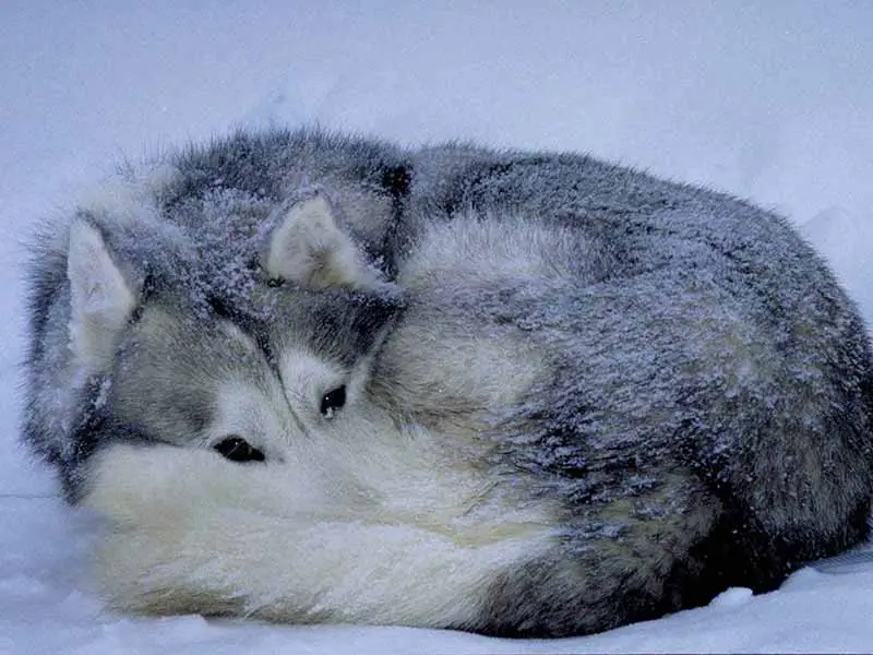 Husky siberiano