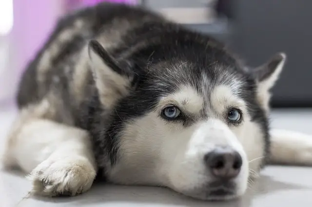 husky dog relaxing