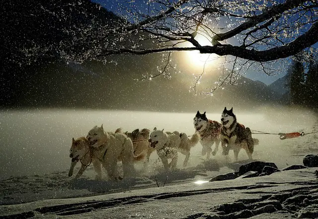 huskies on snow