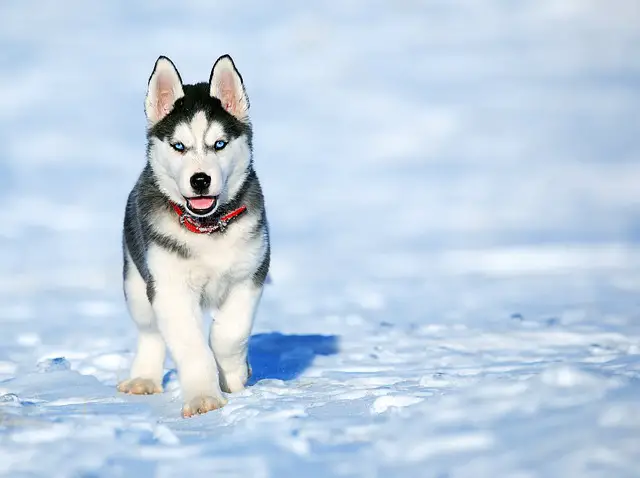 husky puppy on snow