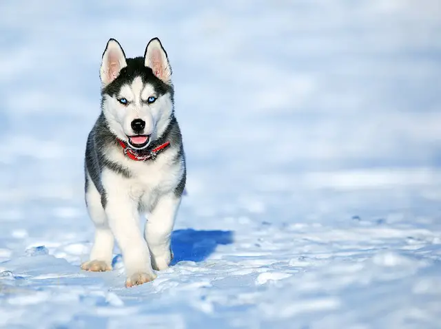 Husky de Siberie