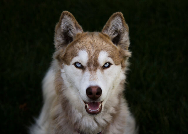 Husky siberiano