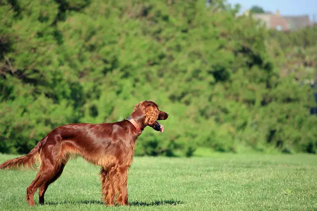 Irish setter dog