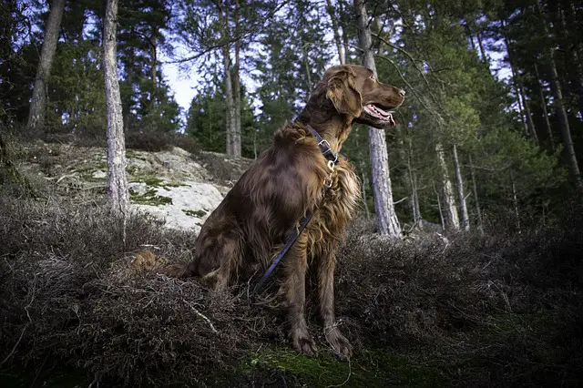 Setter Irlandese Rosso