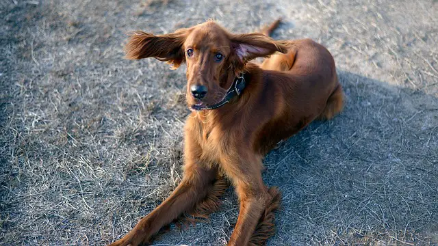 irish setter for sale