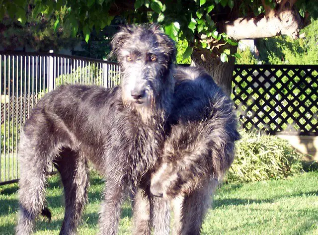 irish_wolfhound_dog_for_sale