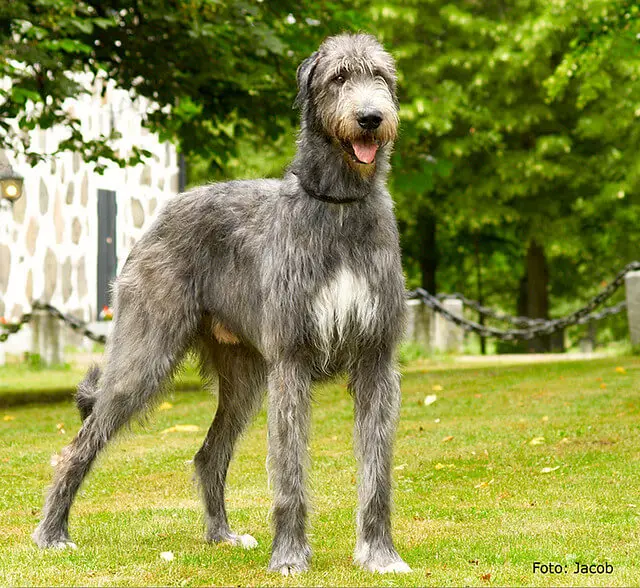 irish_wolfhound_for_sale