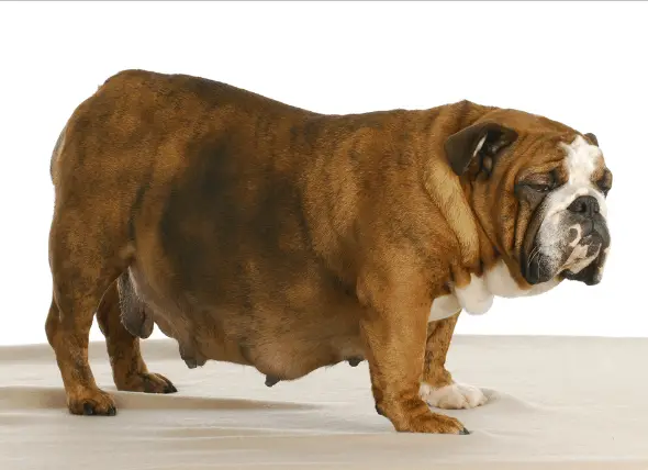 obese bulldog