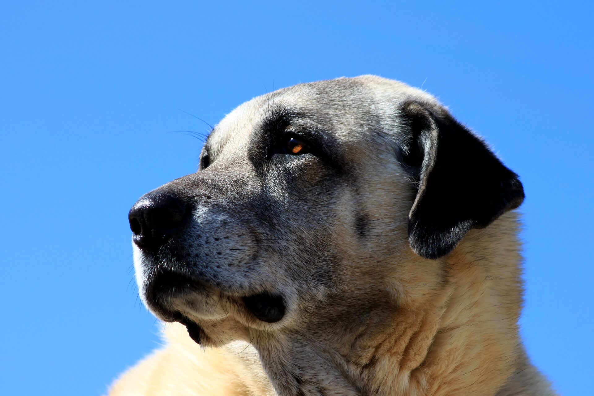 kangal dog breed