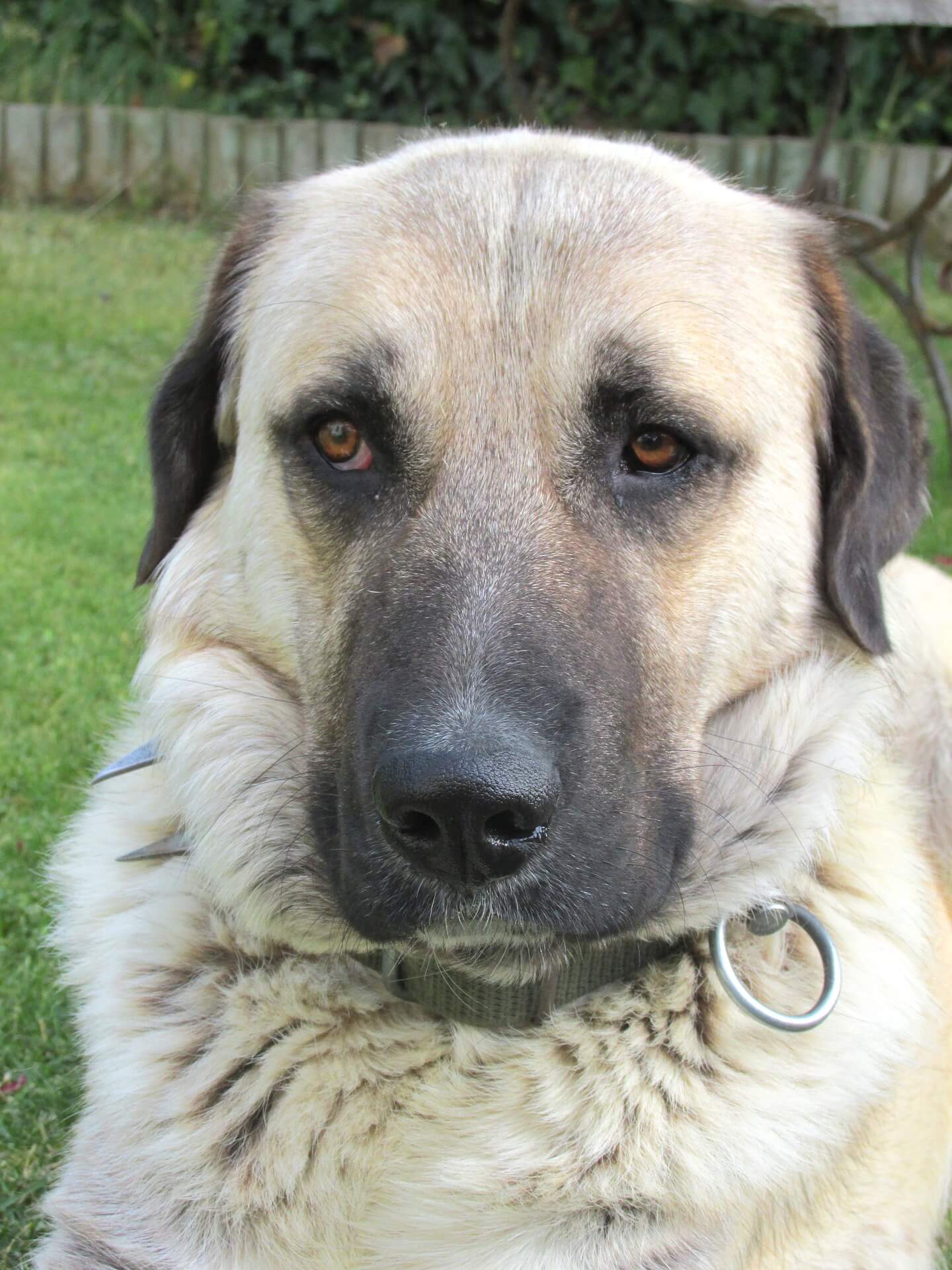 kangal shepherd adult dog