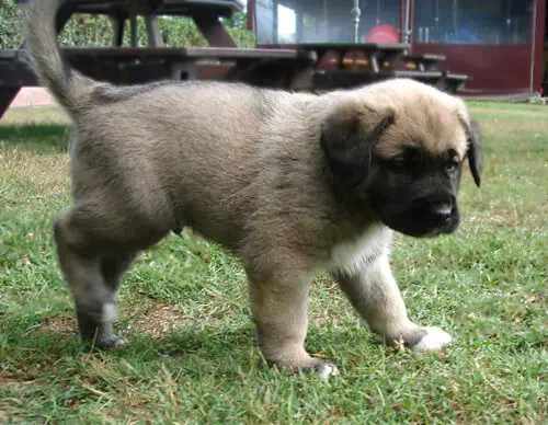 kangal shepherd dog puppy