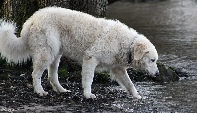 kuvasz dog breed