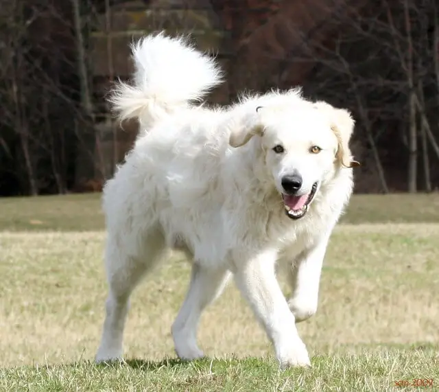 kuvasz playing