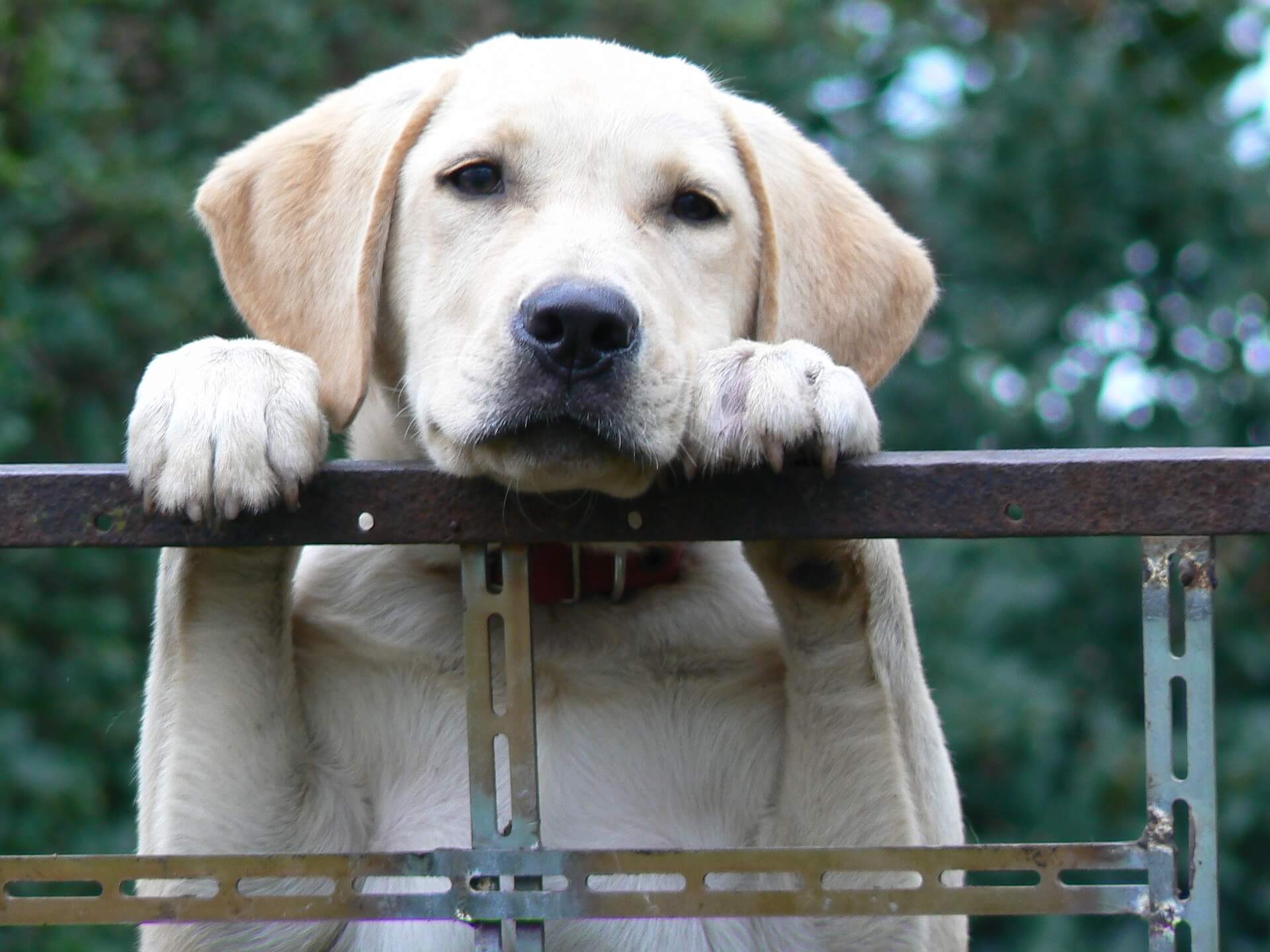 labrador na ogradi