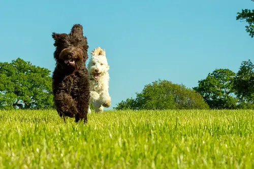 due labradoodle in esecuzione