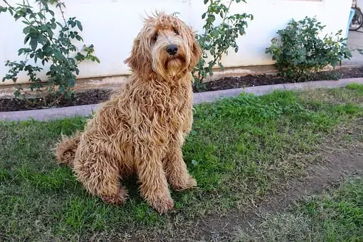 adult labradoodle