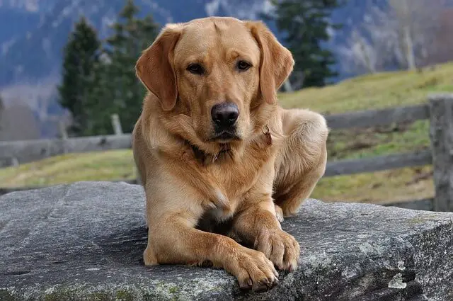 labrador dog