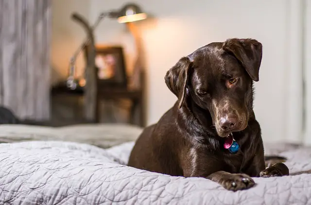 labrador on bed