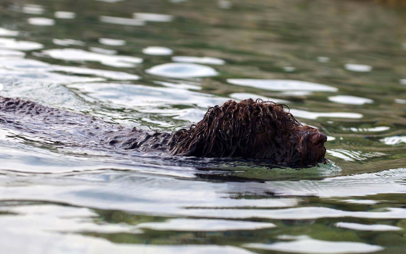 lagotto romagnolo dog