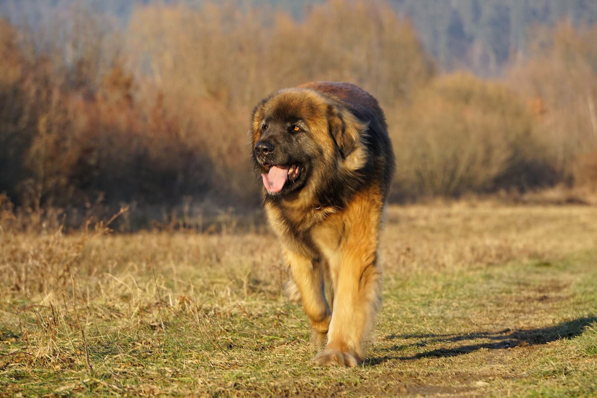 odrasli leonberger